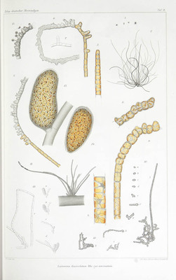 13026
          <br/>
          Atlas deutscher Meeresalgen : Im auftrage des Königl. Preussischen Ministeriums für Landwirthschaft, Domänen und Forsten, herausgegeben im Interesse der Fischerei von der Kommission zur wissenschaftlichen Untersuchung der deutschen Meere
          <br/>
          <em></em>
